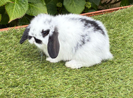 Pure bred mini lop