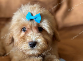 Maltipoo puppies small toy Maltese x toy poodle red apricot dog puppy