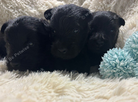 KC registered Scottish Terrier puppies