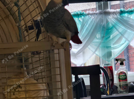 African grey female -Flo