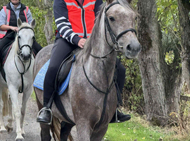 5 year old Connemara gelding