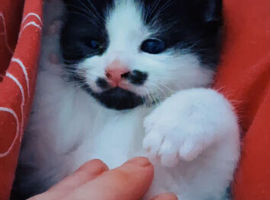 Turkish Angora Male Kitten - 8 weeks