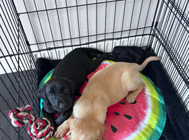 Ready to leave now Labrador puppies