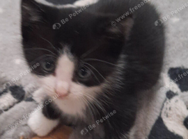 Gorgeous Kittens For Sale