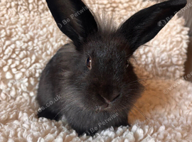 Elvis  male lion head x mini lop