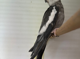 Male Cockatiels