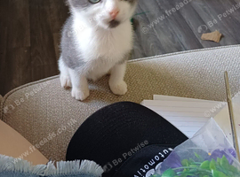Kitten