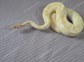 Banana special pastel