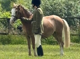 Beautiful palomino mare looking for a new home