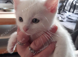 kittens