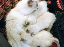 Blue Tortie Point Mitted Ragdoll Kittens