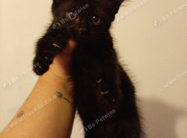 Kitten