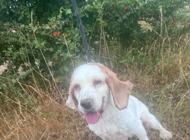 Lady - Cocker Spaniel Bitch