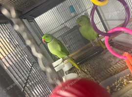 Breeding pair of ringneck split green/yellow