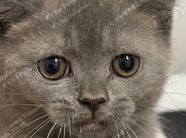 Scottish straight kitten mum and dad both Scottish fold