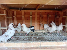 Fantails