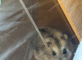 Beautiful male hamster and cage