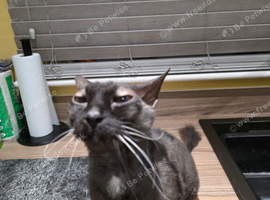 Black spyhnx cross neutered male