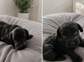 Pups for sale