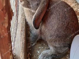 10wk old mini lop buck