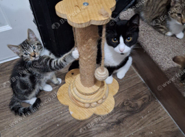 6mth old cats rescued