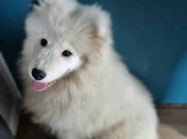 Beautiful samoyed for sale