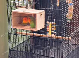 Pair of Beautiful Bonded Lovebirds