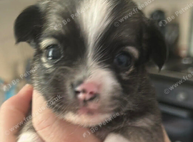 Long haired chihuahua boy
