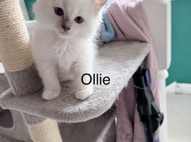 Ragdoll pure breed rare lilac point kittens