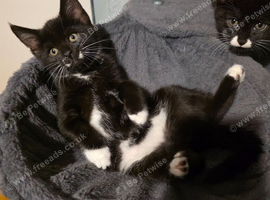 Black and white tabby kittens