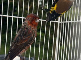Canary/goldfinch BREEDING PAIR