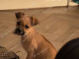 15 week old puppy jack Russell cross shitzu