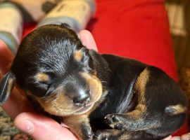 Litter of brindle KC registered pups