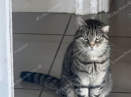 unusually beautiful cat