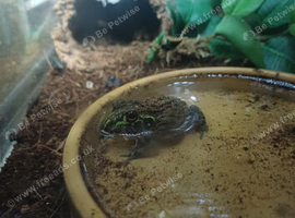African bull frog