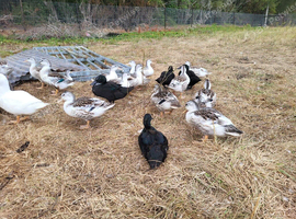 Miniature appleyard ducks