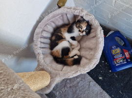 Beautiful female kitten