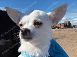 Chihuahua Stud