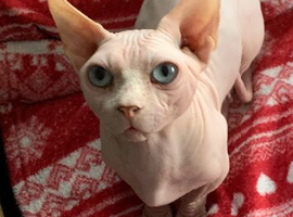 Stunning Bambino Male Available