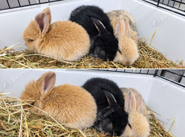 2 baby rabbits for sale
