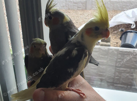 3 beautiful hand reared cockateils.