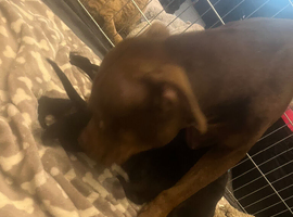 Gorgeous Canecorso/staffy/rottie pups