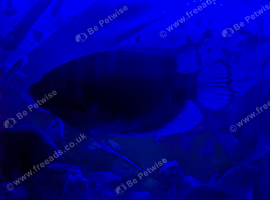RED TAILED GIANT GOURAMI
