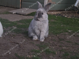 Stunning Mini Lop x Netherland Dwarf Kits (Including Blue-Eyed Whites!) in Norwich