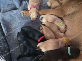 6 little bundles of joy remain