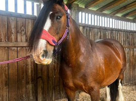 San Cler Gypsy Cob
