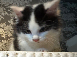 Kittens for sale