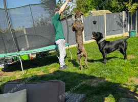 Cane corso puppies ready to go!