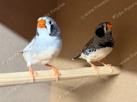2 pairs of zebra finches