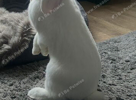 French lop
